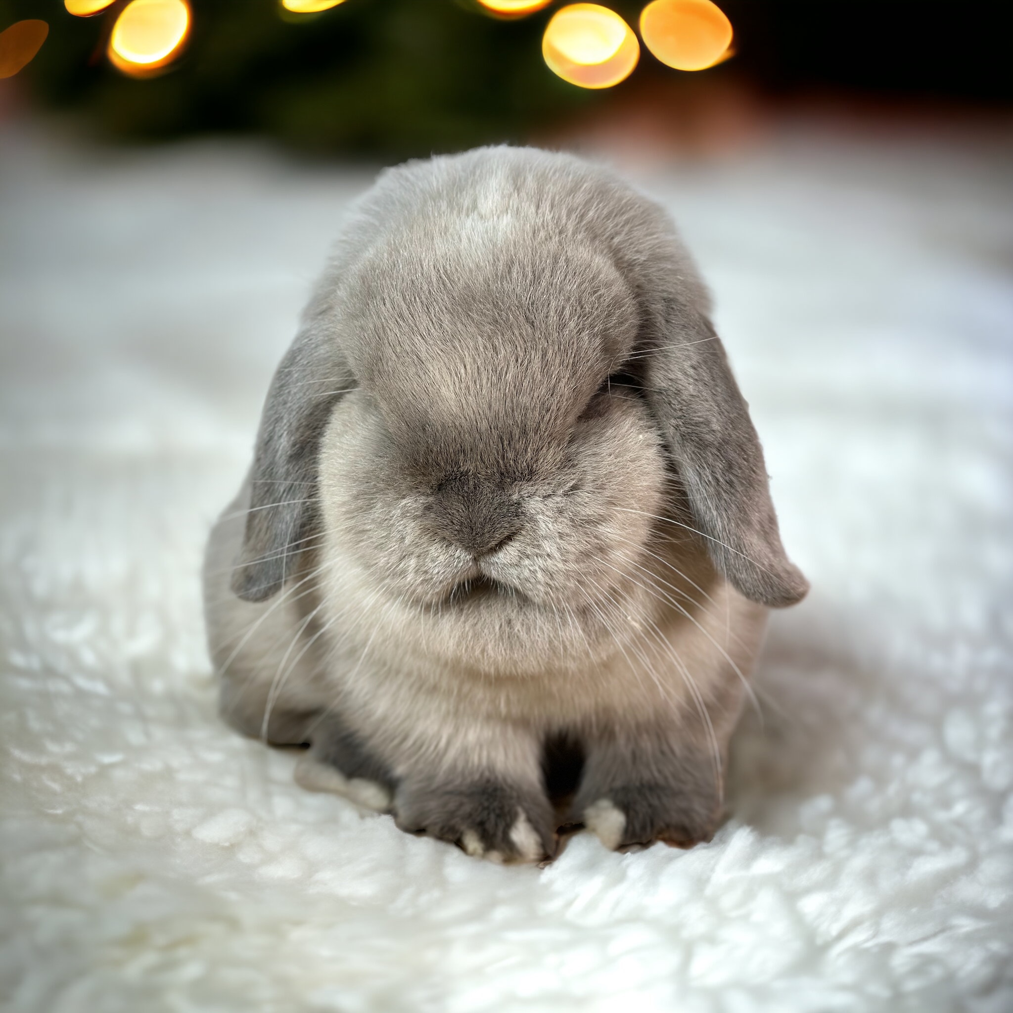 Cassie de Lonva Lops