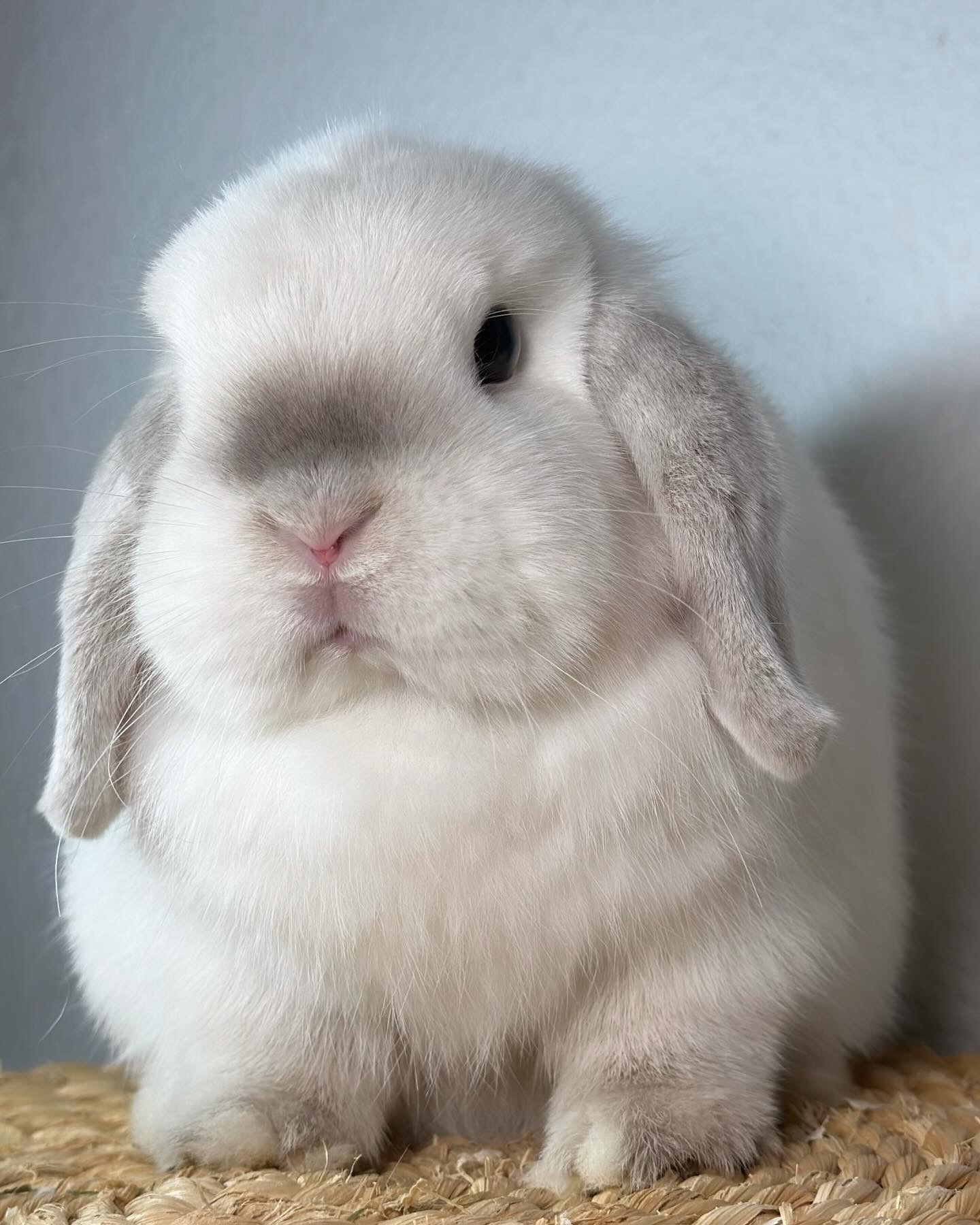 Firefly de Lonva Lops