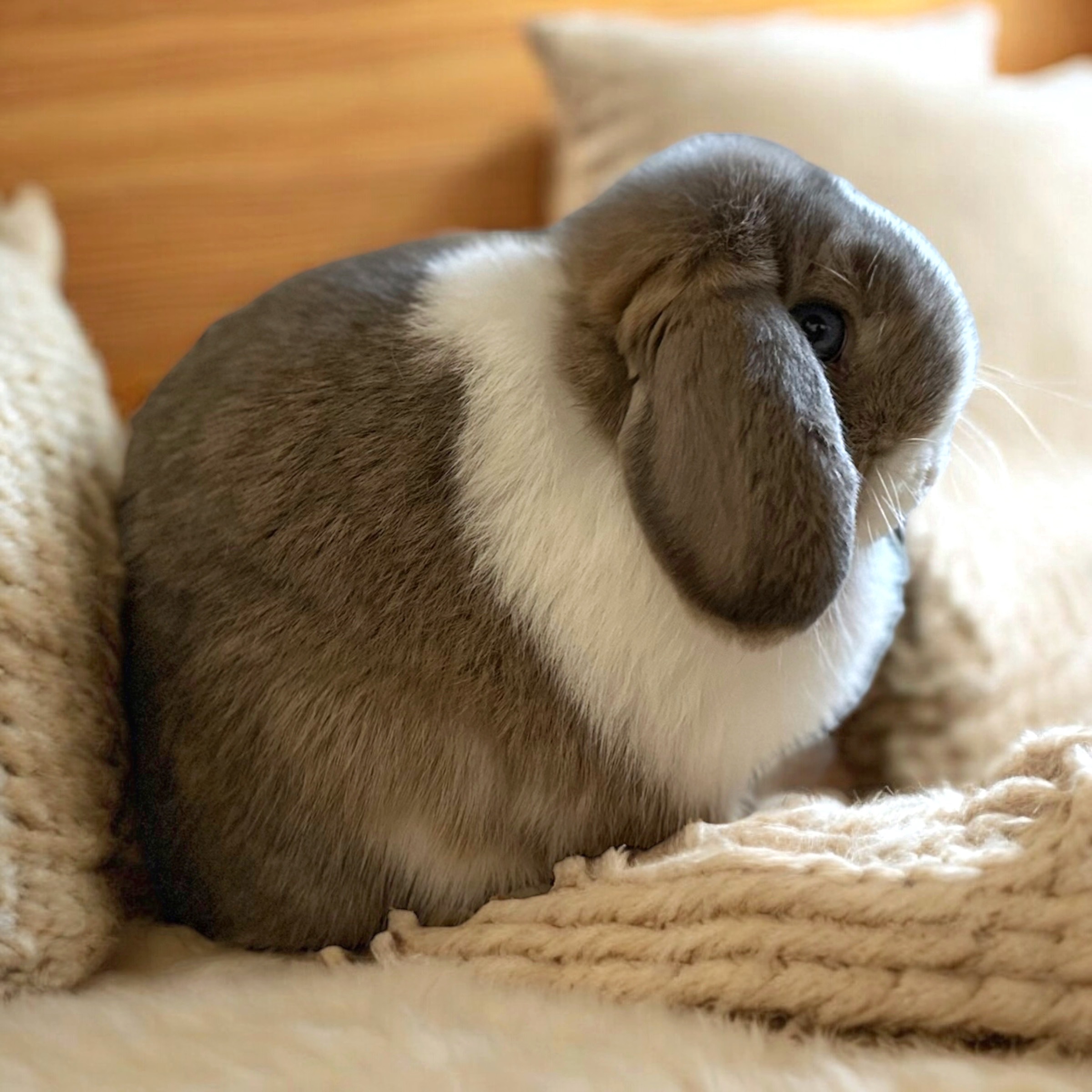 Britta de Lonva Lops